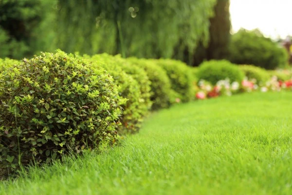 Entretien de jardin Mérignac